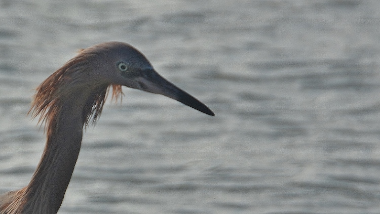 heron in water 